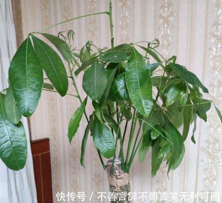 腐叶土|谁说家中只能养花,其实还能养“树”,颜色清爽宜人