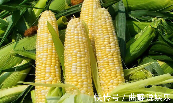 二价|常吃玉米的人,身体不会差,但切忌与一物同食,却有很多人不清楚