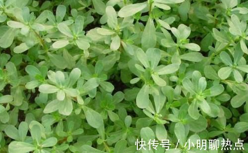 茭头|想长寿全靠吃,3种食物换着吃,清肝明目,滋润肌肤,越吃越漂亮