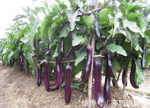 趣友们|立秋后,茄子和此物同食,对身体十分有益,却有很多人不清楚!