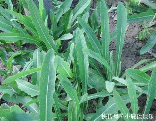 野菜|农村的这一种“救命草”,以前被人嫌弃,殊不知竟竟是养生良药