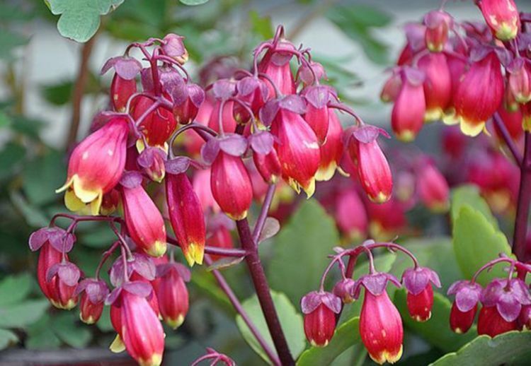 养花养个花期长的,养在家里繁花似锦,清新脱俗,对待新手很友好