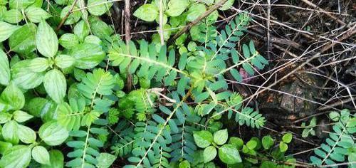 乡下这种野草，农村人拿它喂猪，却不知它能消炎止痛，治腹泻