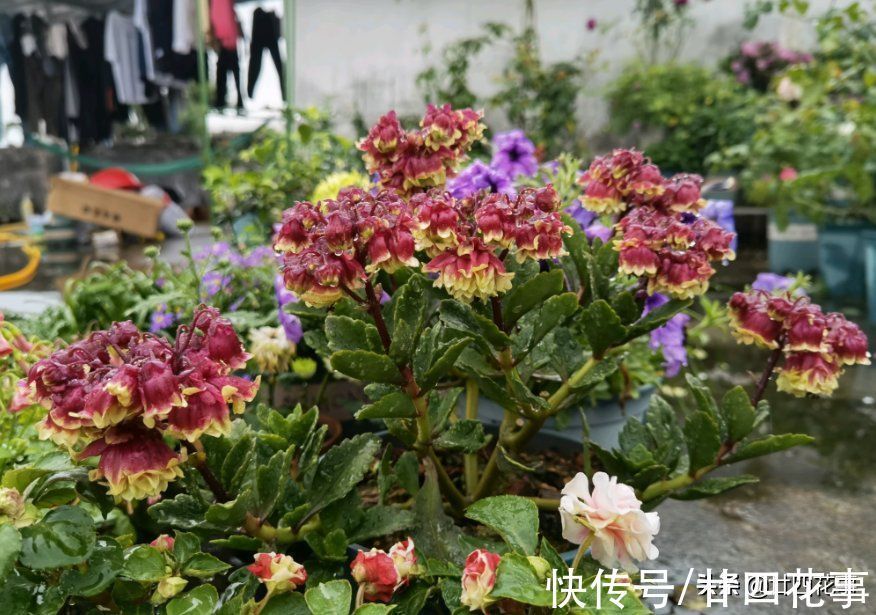 多莉|它的花像红灯笼，是年宵花“新宠”，现在养一盆，春节开花到五一