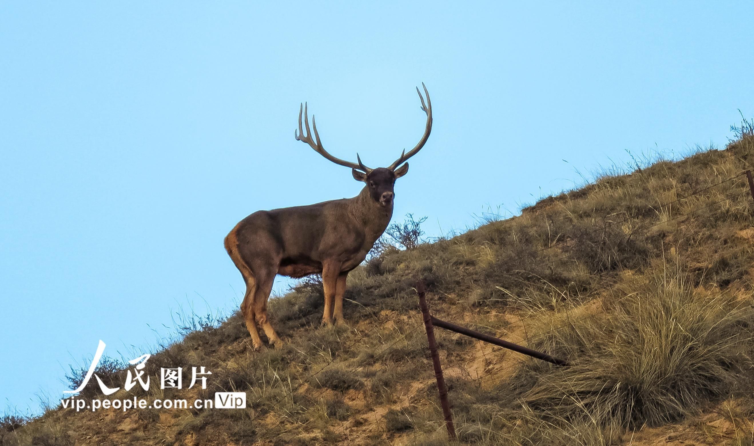 张掖|甘肃张掖：成群白唇鹿现身祁连山北麓