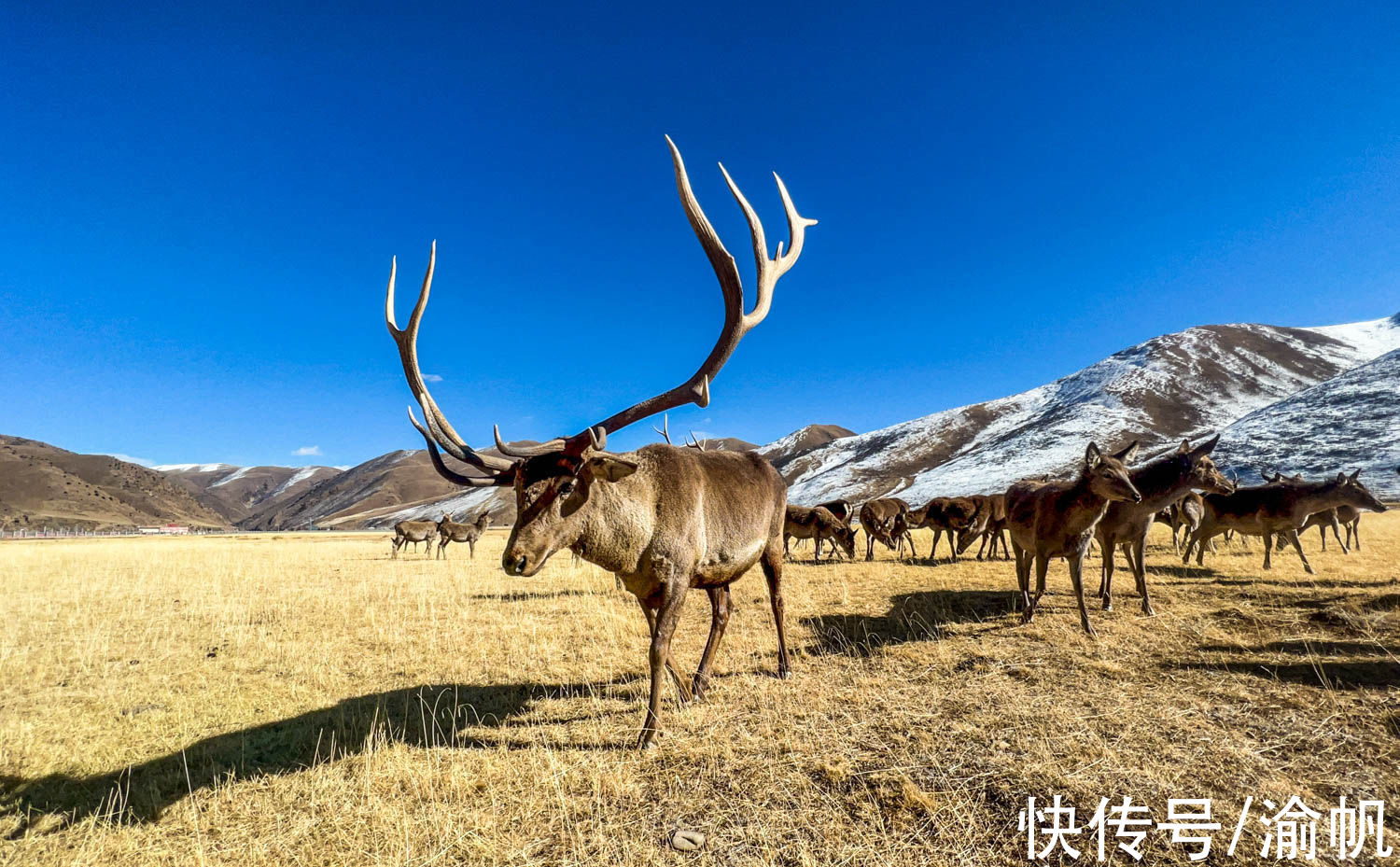 类乌齐|西藏小城以大山为名，雪山湖泊马鹿美如画，被称为东方小瑞士