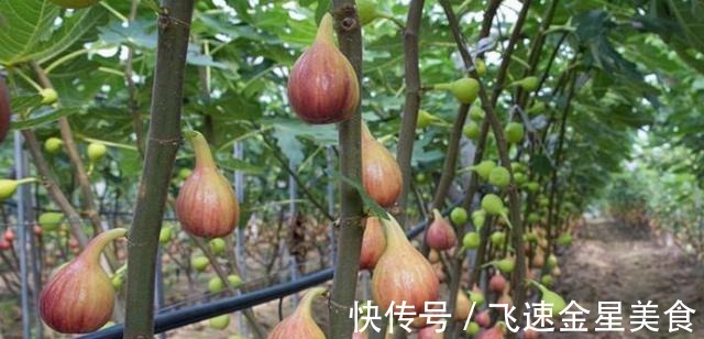 生命|它被称为“生命之果”，现在正当季，教你1招保存方法，放1年不坏！