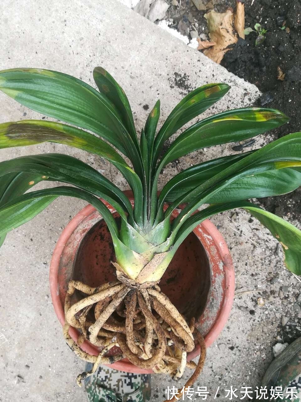 养君子兰2年,不长新叶和新芽,学好5招,蹭蹭长爆盆,一学就会