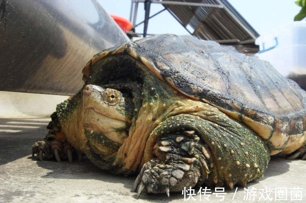 远古时期#上古奇书《山海经》不是虚构神话?书中所描述的异兽,竟真实存在