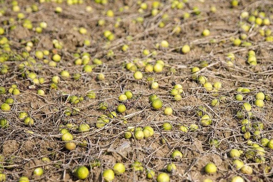 小乔|农村野外的“小甜瓜”,一口一个很过瘾,以前藏着吃,现在没人吃