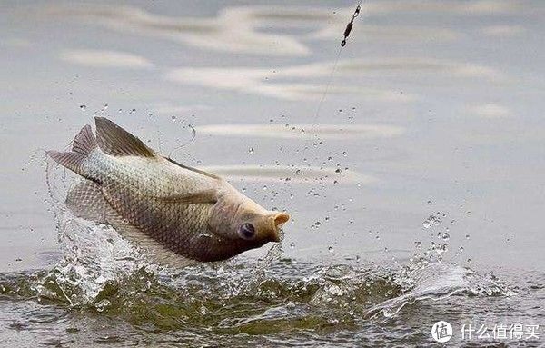 窝点|在野钓中，只要学会这几点，渔获不会少
