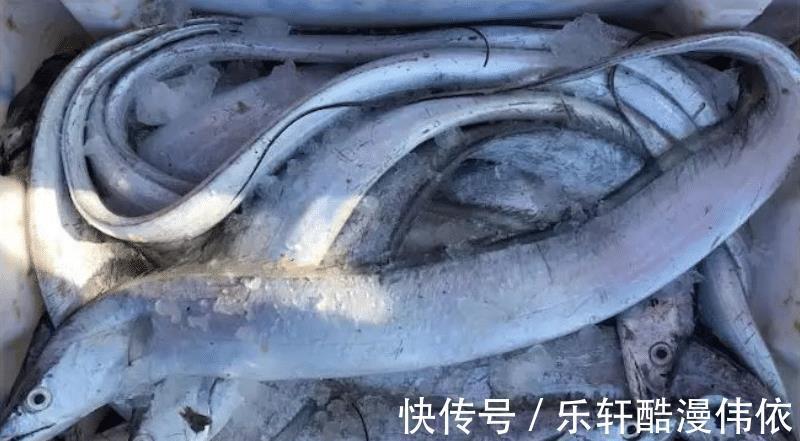 买带鱼,选肉厚的还是肉少的学会挑选技巧,买对带鱼做菜好吃