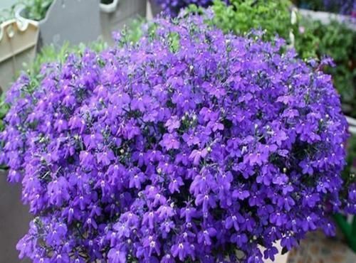 种草|4种花最受欢迎，超级漂亮，开花勤快，室内盆栽也可以