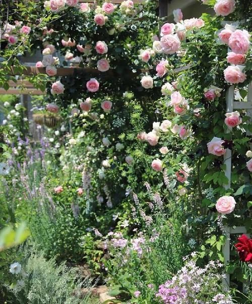 这份让春季花园“爆花”的清单你收藏一下吧！