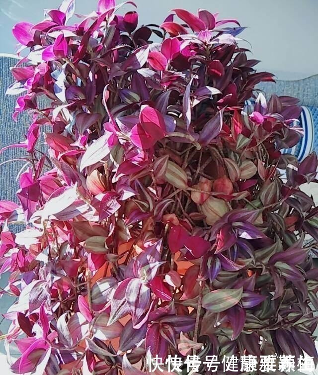 吊竹梅|别养绿萝了,这花比绿萝好看好养,邻居一口气养了20盆!