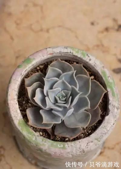 水和光多少是适量,50种常见多肉植物度夏攻略