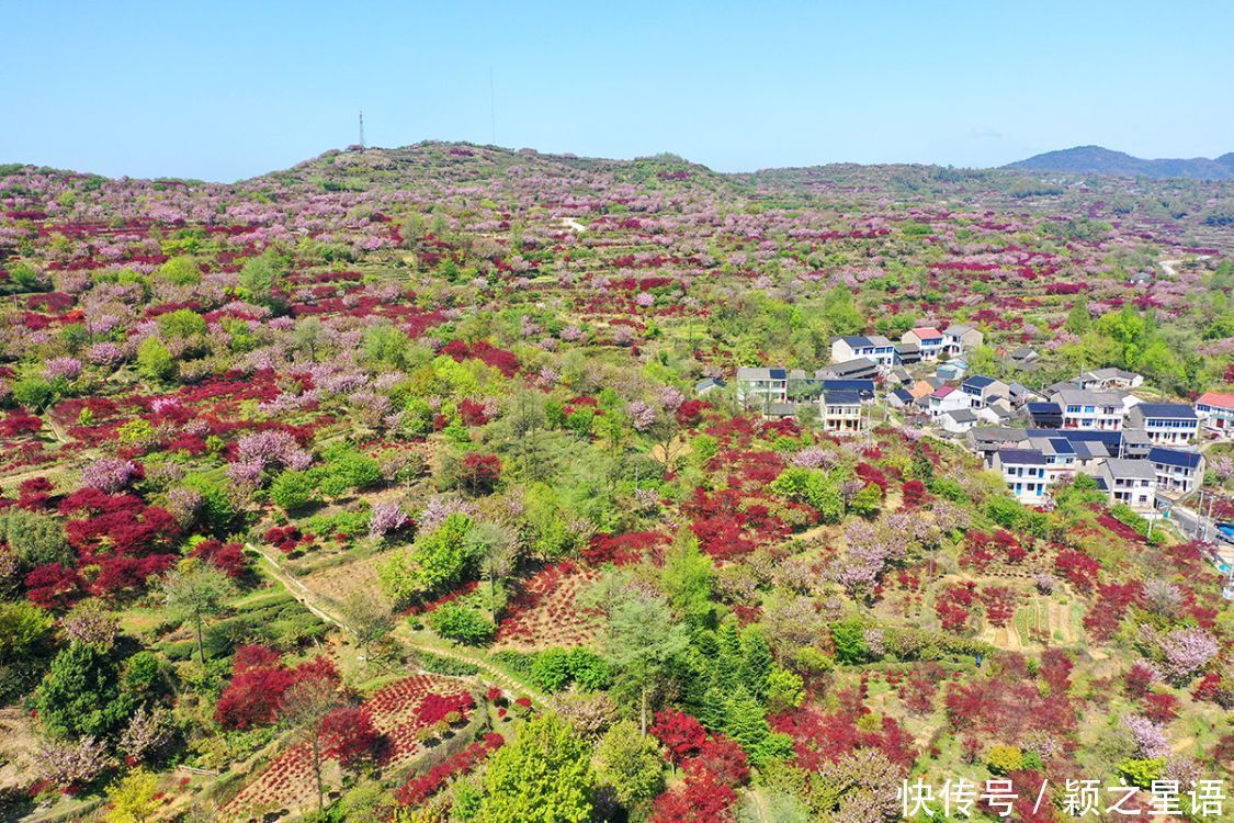 白鹿村、上马村、雅庄村，十里樱花十里尘，经典赏樱路