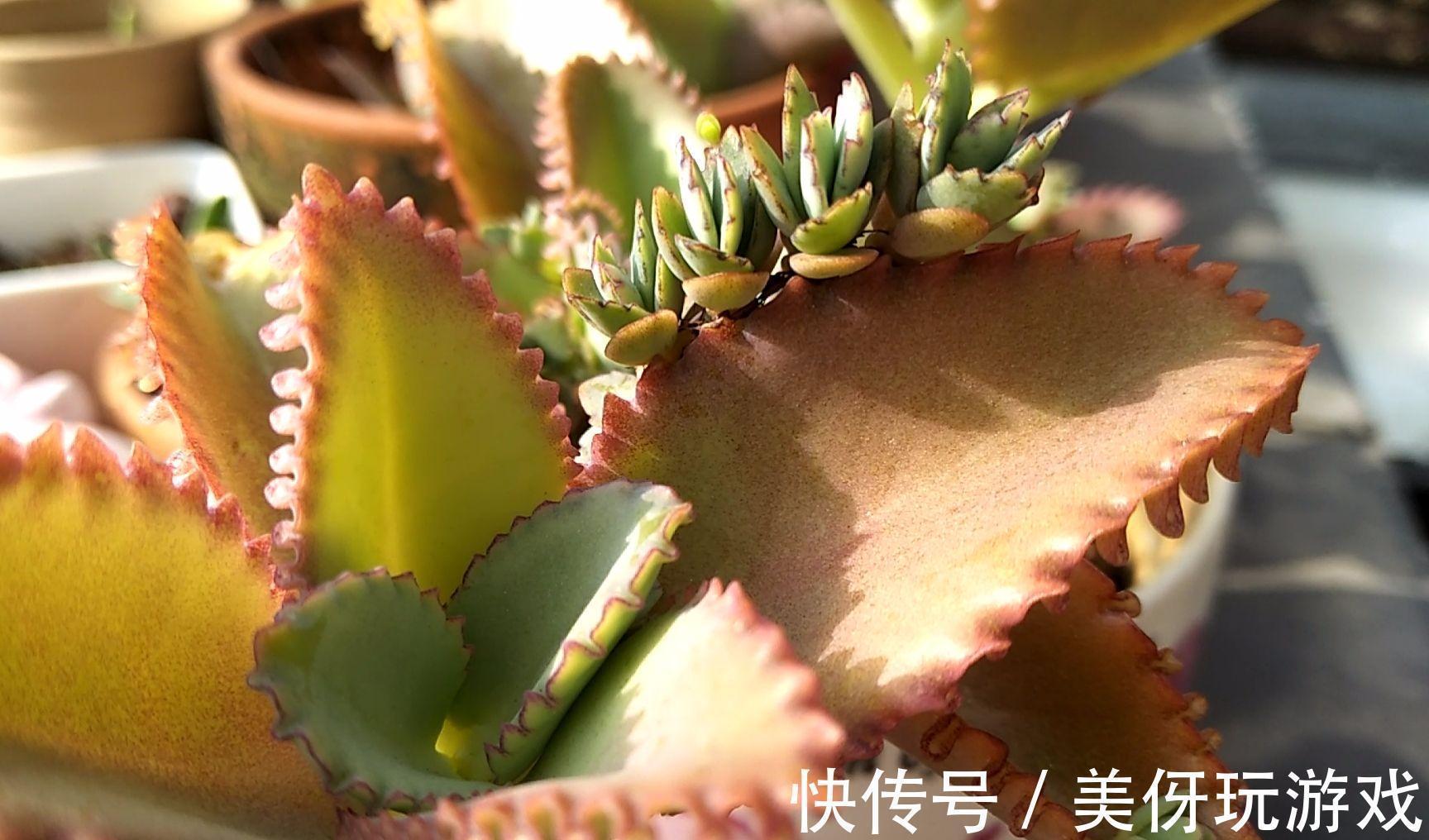 叶片|9种养不死的花,绿萝只能排最后,再养不活就剁手吧