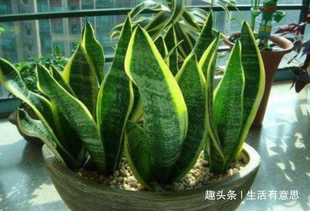 给3种花“喂点醋”,15天喂“1次”,枝叶乱窜,花朵挤爆盆!