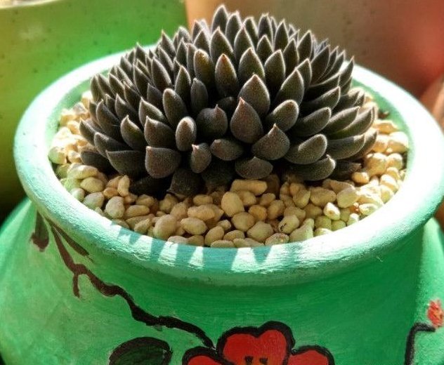 给多肉植物用上补光灯真的好吗 花友的经验告诉你 该这样来选择 快资讯