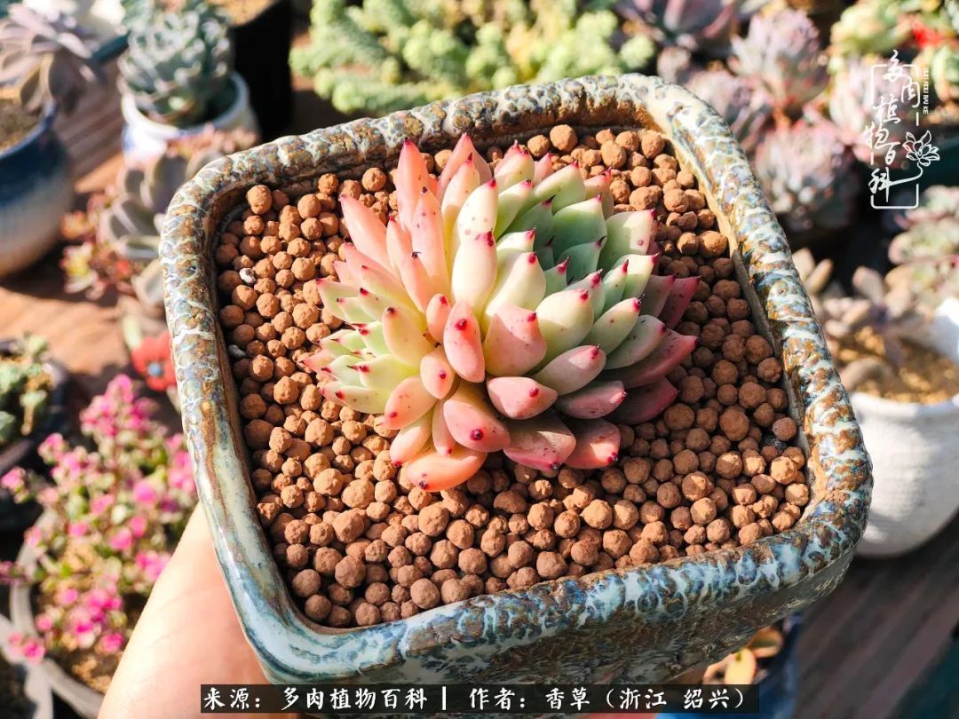 阳台上的一亩三分地,我愿与你一起,与时光媲美!