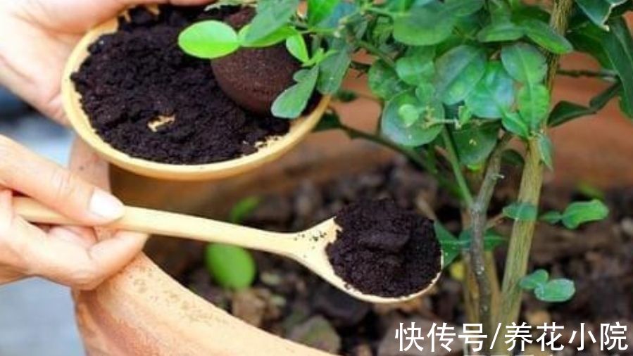养花怎么能少了花肥?自制四种“肥料”,养啥花都旺盛
