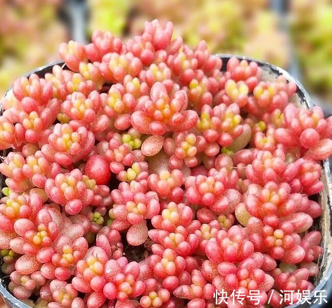多肉红色浆果的三个养护小技巧,各个晶莹剔透,值得一试