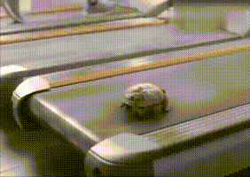 |搞笑GIF动图：别再说乌龟跑的慢，只是它没发挥出来