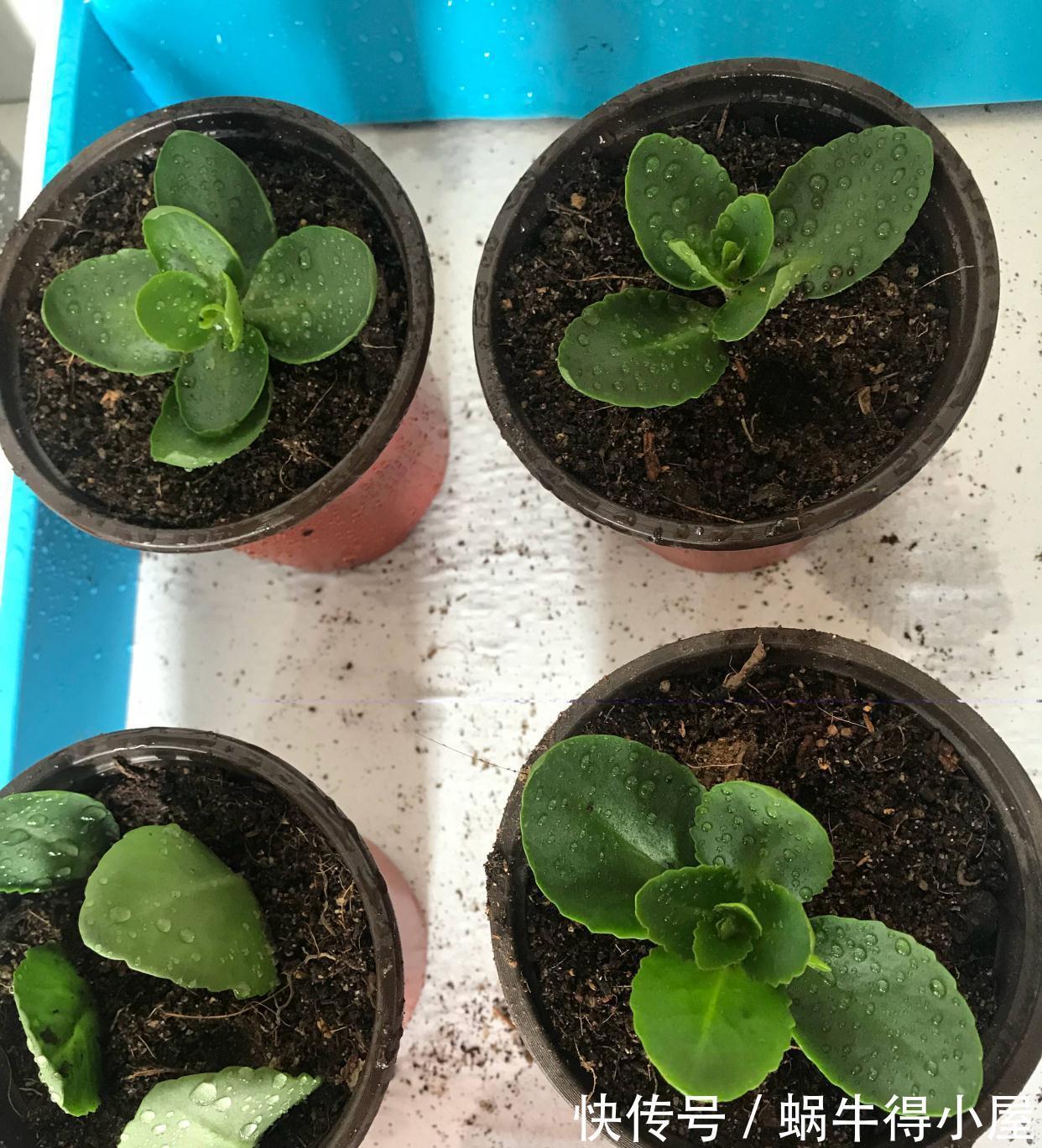 长寿|秋天阳台养一盆花，株型小、花量大、花色多种，喜庆美观好养
