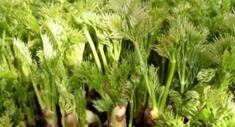 营养|乡下一种新出刺芽,价值珍贵,人称刺人参,营养价值丰富