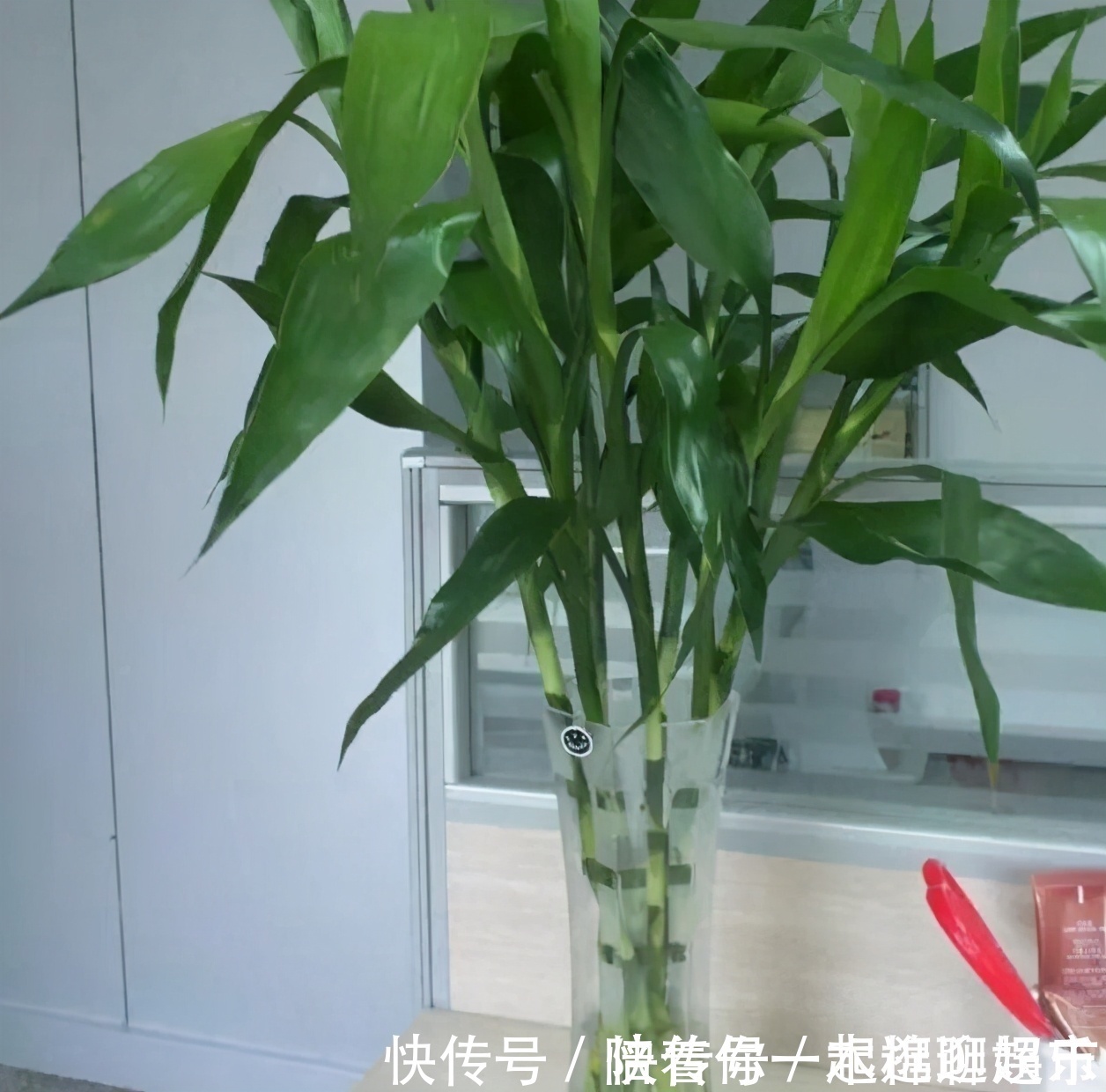 叶片|家中养一盆,有“灵气”的植物,油绿旺盛,招财旺家,平安,康健