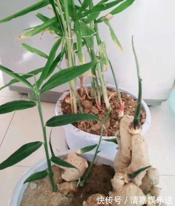 漂亮|厨房吃不完的5种菜，种“花盆里”，变盆景开花美，能吃好几茬