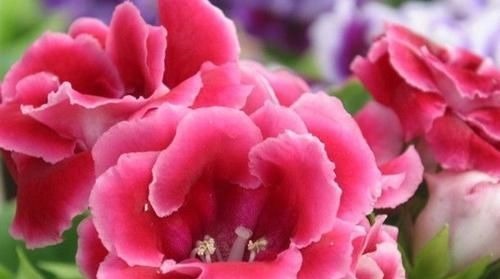 此花，特别喜阴，家里采光不好也能养，开花又大又鲜艳