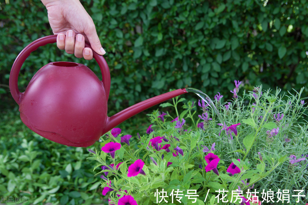 绿植|新手养花常犯的6大忌，占到4条以上就养不好花，不要犯这些错误