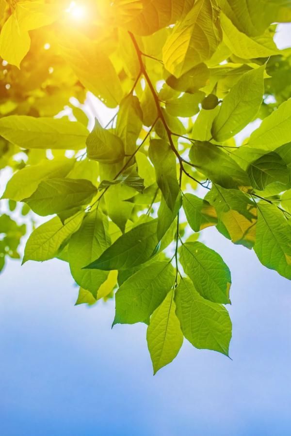 绿豆|小暑至盛夏始，这些食物清凉消暑