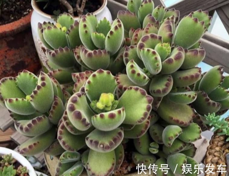 叶子|秋季天气渐凉,养多肉盆栽它们正合适,沾土就活,株型美