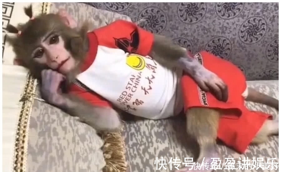 小王|女孩给猴子化妆,网友看到后调侃:想让它做我女朋友!