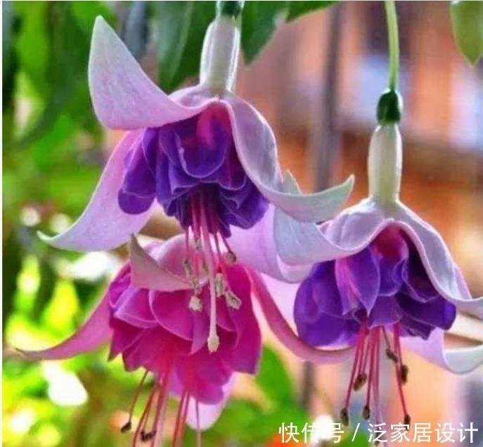 4种花很漂亮,好养易活能爆盆,枝头花苞满