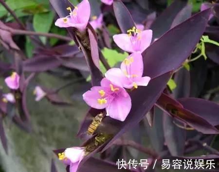 7种不容错过的室内耐阴盆栽 没有阳光也能开花 粉紫色