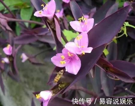 7种不容错过的室内耐阴盆栽 没有阳光也能开花 粉紫色 7种不容错过的室内耐阴盆栽 没有阳光也能开花 粉紫色