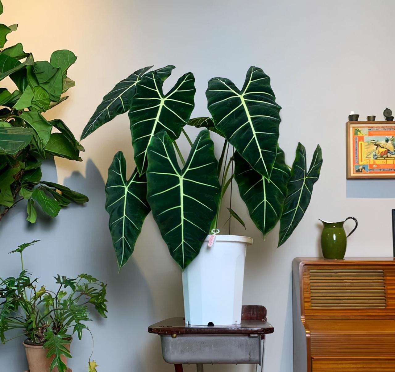 16种耐阴花,就算阳光不足,也能年年生长、开花