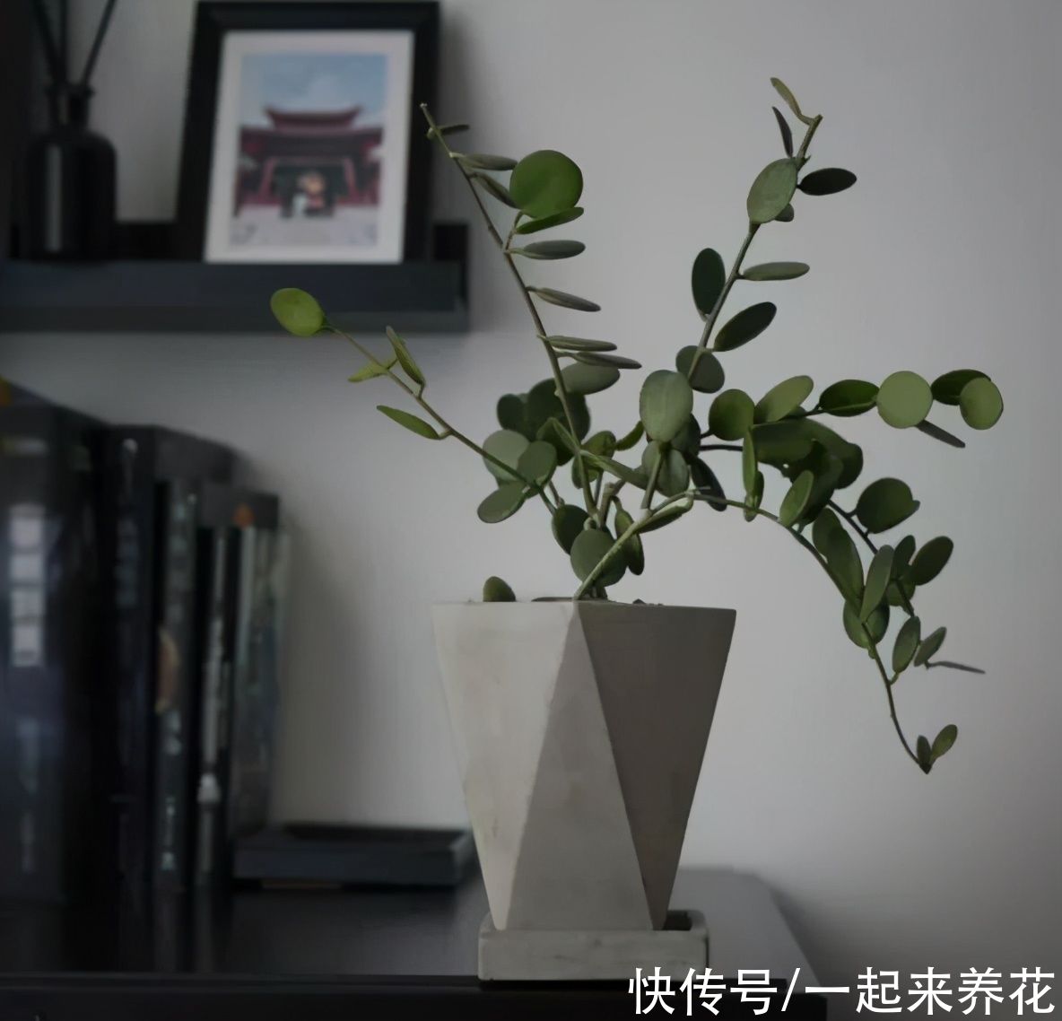 呆萌圆滚小萌物“碧雷鼓”，花语是：我可以背出圆周率