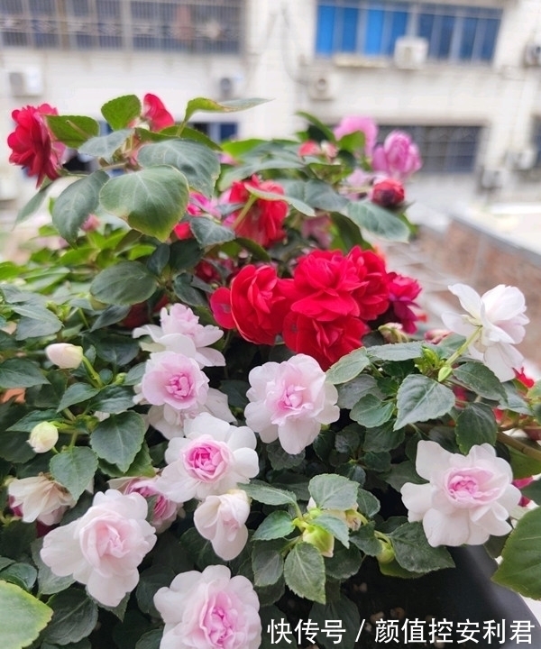 6种“仙气花”,美丽又动人,家里养一盆,就像捡到“大宝贝”