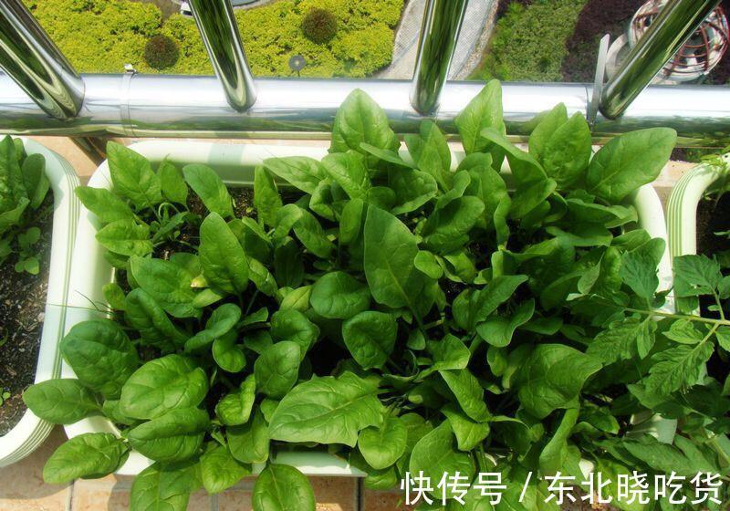 菠菜“太贵啦”,不如自己在家种,掌握4个技巧,一个冬天吃不完