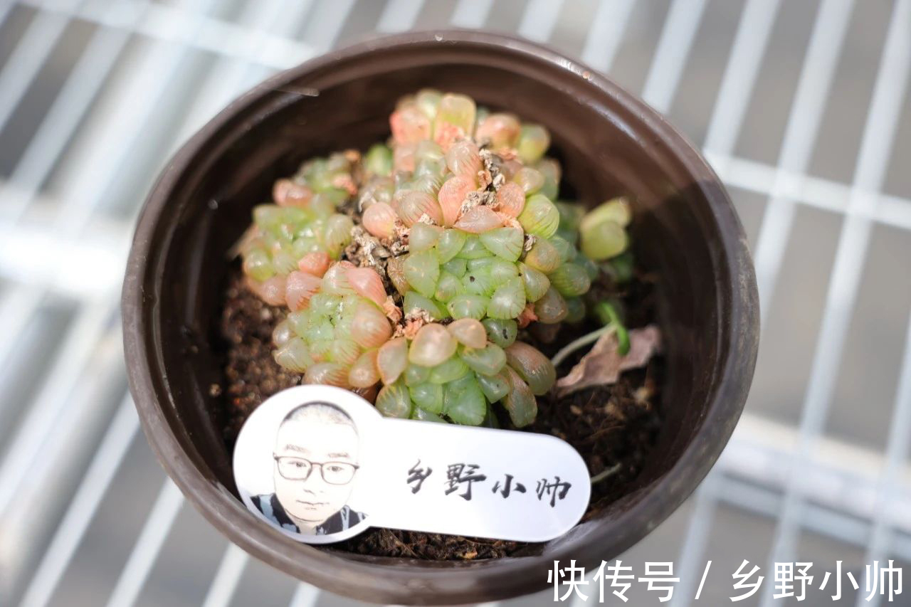 美杜莎|九月多肉季,小帅推荐这2种类型的多肉,好养又漂亮