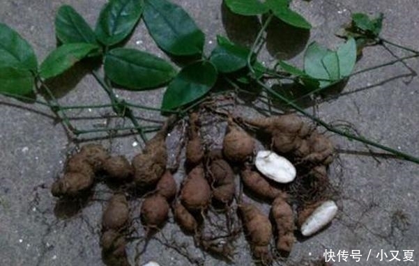 前景|这5种中药材功效多、市场需求大、种植前景好! 想致富不妨试试!