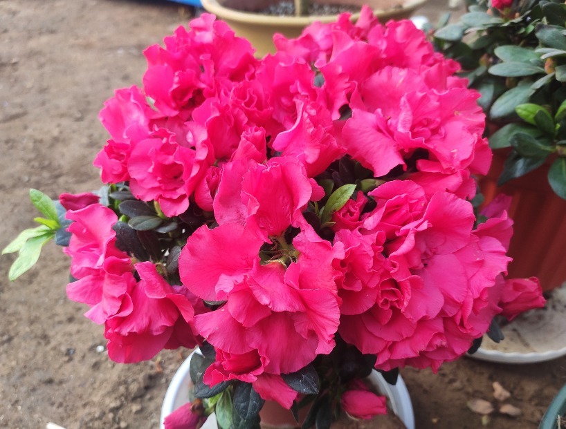 花草|花草为什么要“打顶”打顶有两个好处，掌握技巧才能爆盆