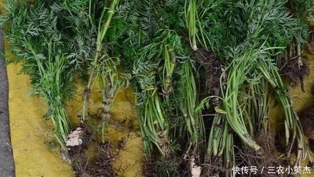 人参|村民们叫它“土当归”,药用价值媲美“人参”,晒干能卖约5千元