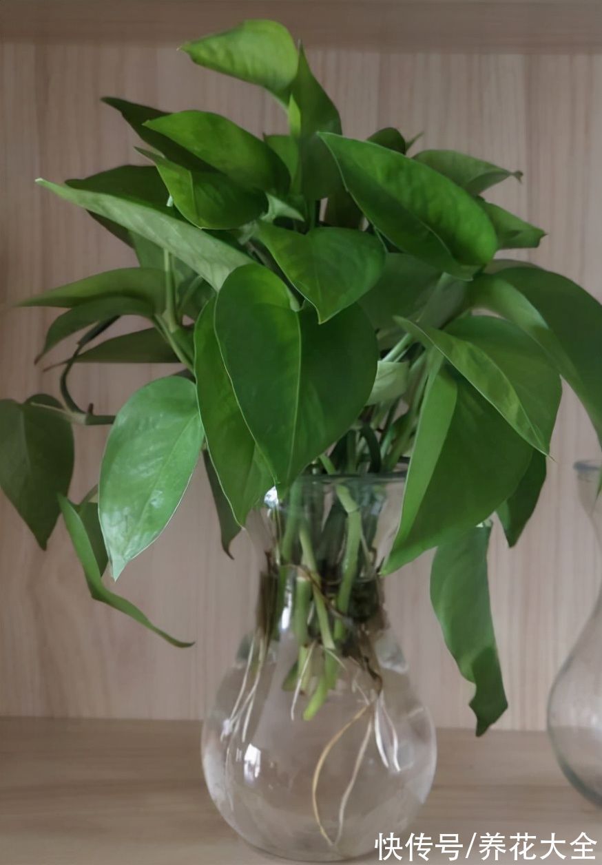 30种观叶植物,能观赏也净化空气,总有一种你养过