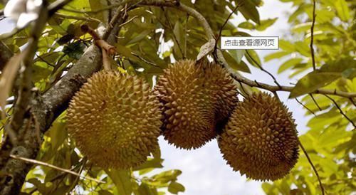 反思|孩子被“催熟”! 让孩子常吃这些食物，可能是害他，家长要反思